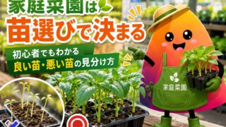 家庭菜園の苗の選び方｜初心者が失敗しない良い苗・悪い苗の見分け方