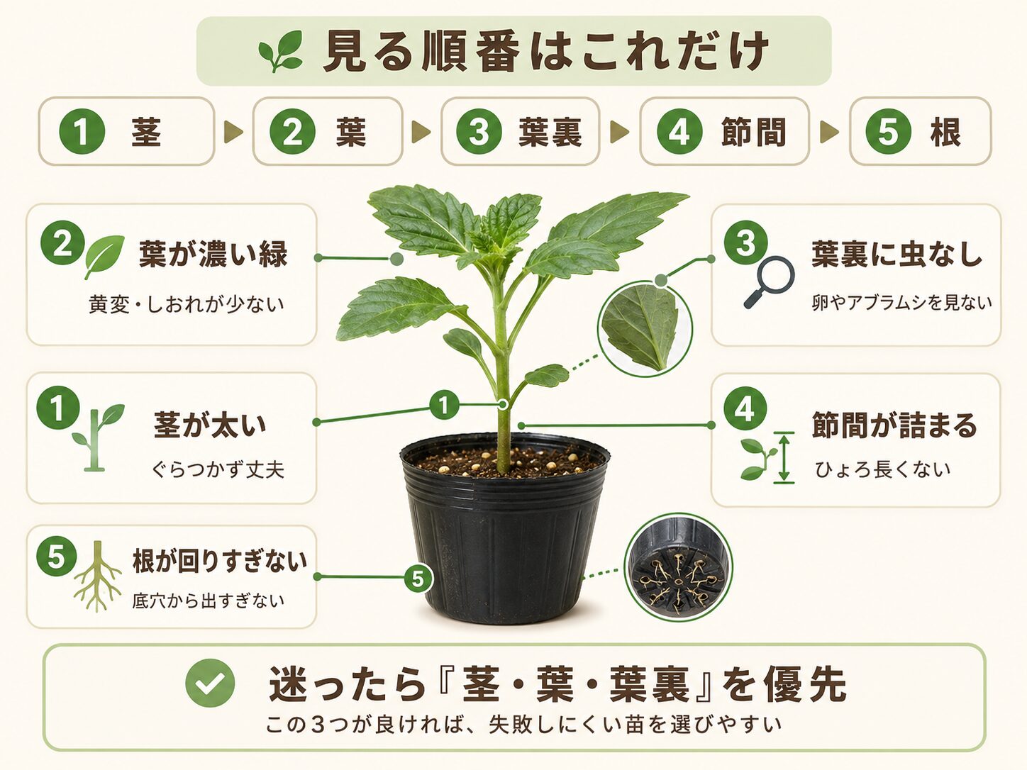 良い苗を選ぶために見る順番と5つのチェックポイント