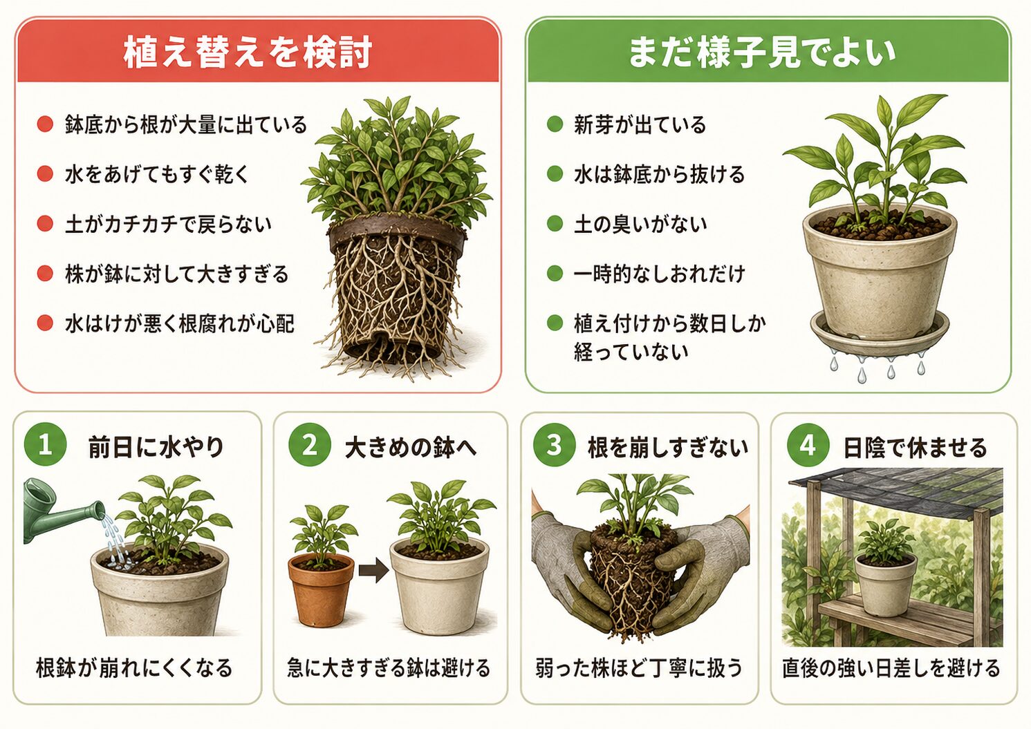植え替えを検討するサインとまだ様子見でよいサイン、植え替え手順を示した図解