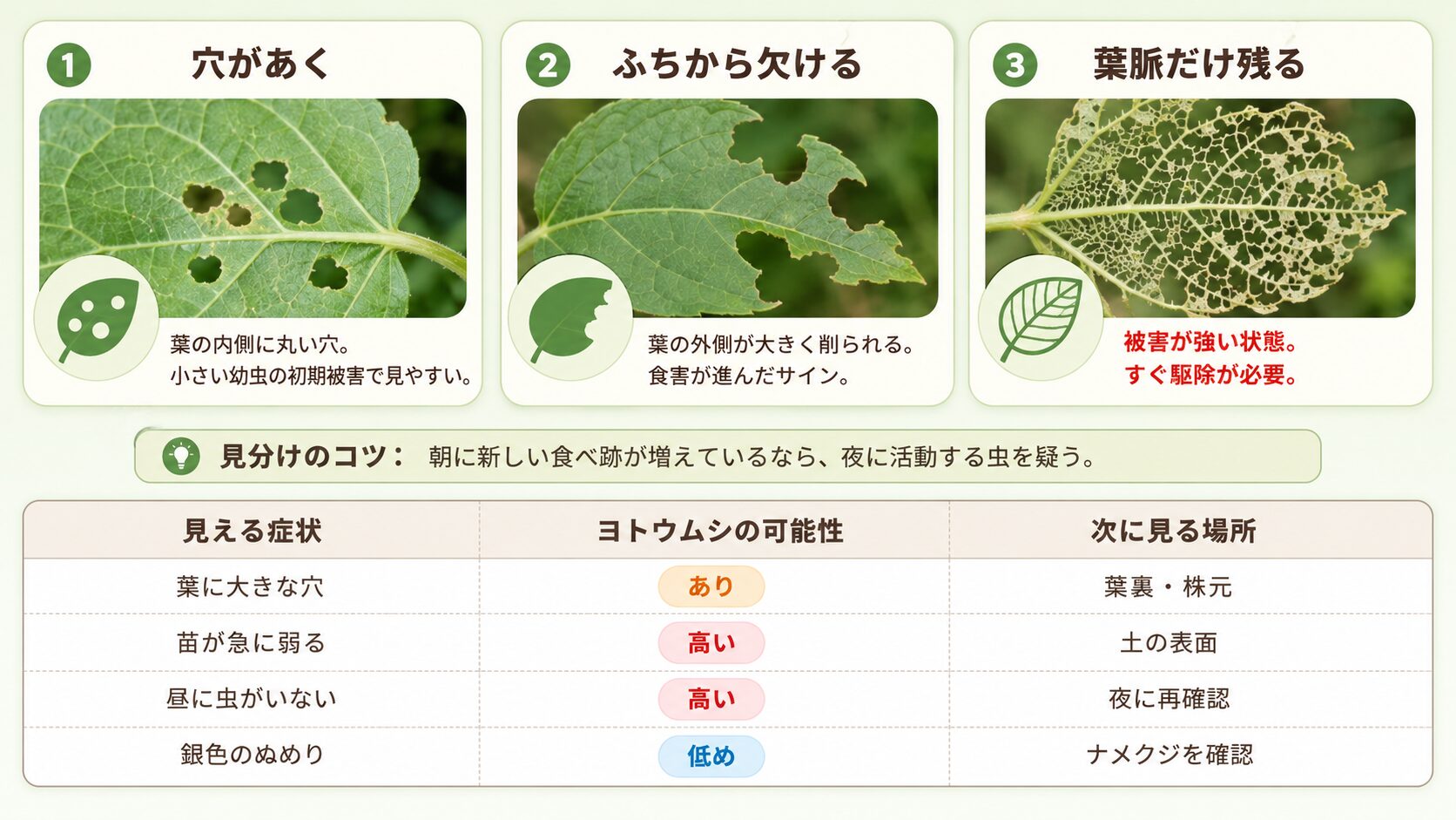ヨトウムシの葉の食べられ方と被害サイン