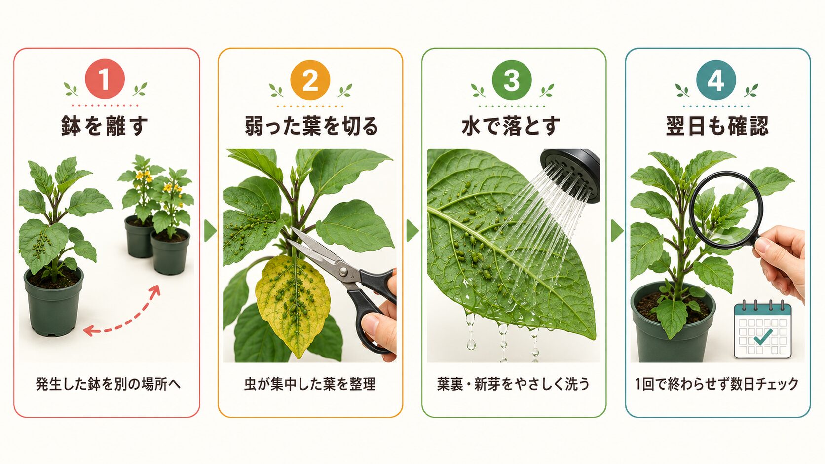 アブラムシ駆除の流れを4ステップで示した図解